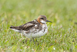 Image. Red-necked Phalarope