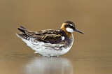 Image. Red-necked Phalarope