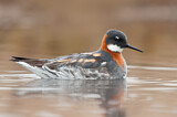 Image. Red-necked Phalarope