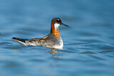 Image. Red-necked Phalarope