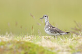 Image. Red-necked Phalarope