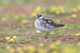 Image. Red-necked Phalarope