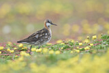 Image. Red-necked Phalarope