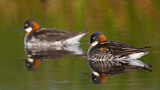 Image. Red-necked Phalarope