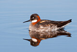 Image. Red-necked Phalarope