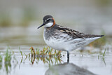 Image. Red-necked Phalarope