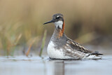 Image. Red-necked Phalarope