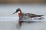 Image. Red-necked Phalarope