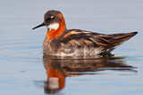 Image. Red-necked Phalarope