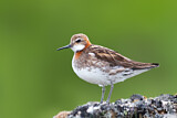 Image. Red-necked Phalarope