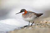 Image. Red-necked Phalarope