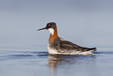 Image. Red-necked Phalarope