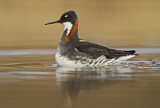 Image. Red-necked Phalarope