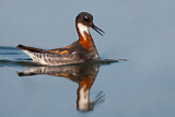 Image. Red-necked Phalarope