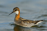 Image. Red-necked Phalarope