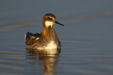 Image. Red-necked Phalarope