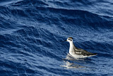 Image. Red-necked Phalarope