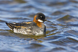 Image. Red-necked Phalarope