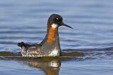 Image. Red-necked Phalarope
