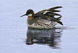 Image. Red-necked Phalarope