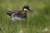 Image. Red-necked Phalarope
