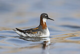 Image. Red-necked Phalarope