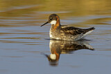 Image. Red-necked Phalarope