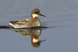 Image. Red-necked Phalarope