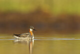 Image. Red-necked Phalarope