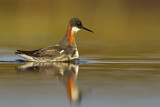 Image. Red-necked Phalarope