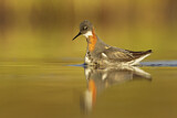 Image. Red-necked Phalarope