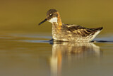 Image. Red-necked Phalarope