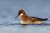 Image. Red-necked Phalarope