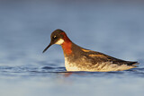Image. Red-necked Phalarope