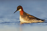 Image. Red-necked Phalarope