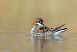 Image. Red-necked Phalarope