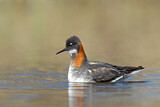 Image. Red-necked Phalarope