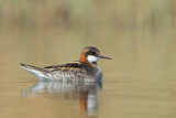 Image. Red-necked Phalarope