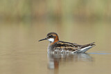 Image. Red-necked Phalarope