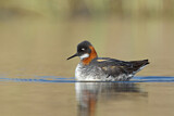 Image. Red-necked Phalarope