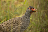 Image. Red-necked Spurfowl