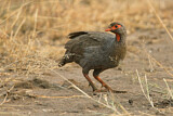 Image. Red-necked Spurfowl
