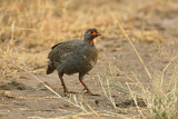Image. Red-necked Spurfowl