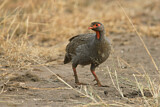 Image. Red-necked Spurfowl