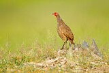 Image. Red-necked Spurfowl