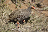 Image. Red-necked Spurfowl