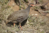 Image. Red-necked Spurfowl