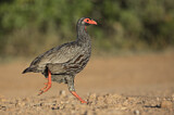 Image. Red-necked Spurfowl