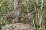 Image. Red-necked Spurfowl