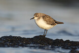 Image. Red-necked Stint